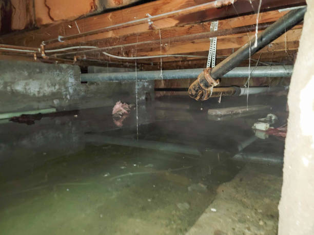 Best Professional water damage repair  in El Sobrante, CA